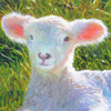Lambs of Ross series